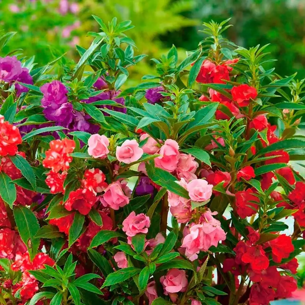 Propagation Masterclass: From Seed to Spectacular Balsam Blooms