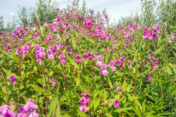 garden balsam in sunlight