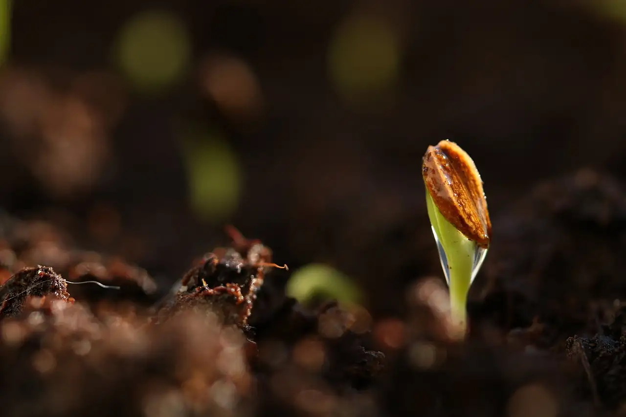 balsam seed germination process