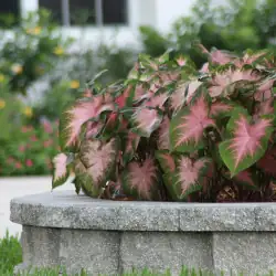 Caladium Companions: Perfect Plant Pairs for a Show-Stopping Garden