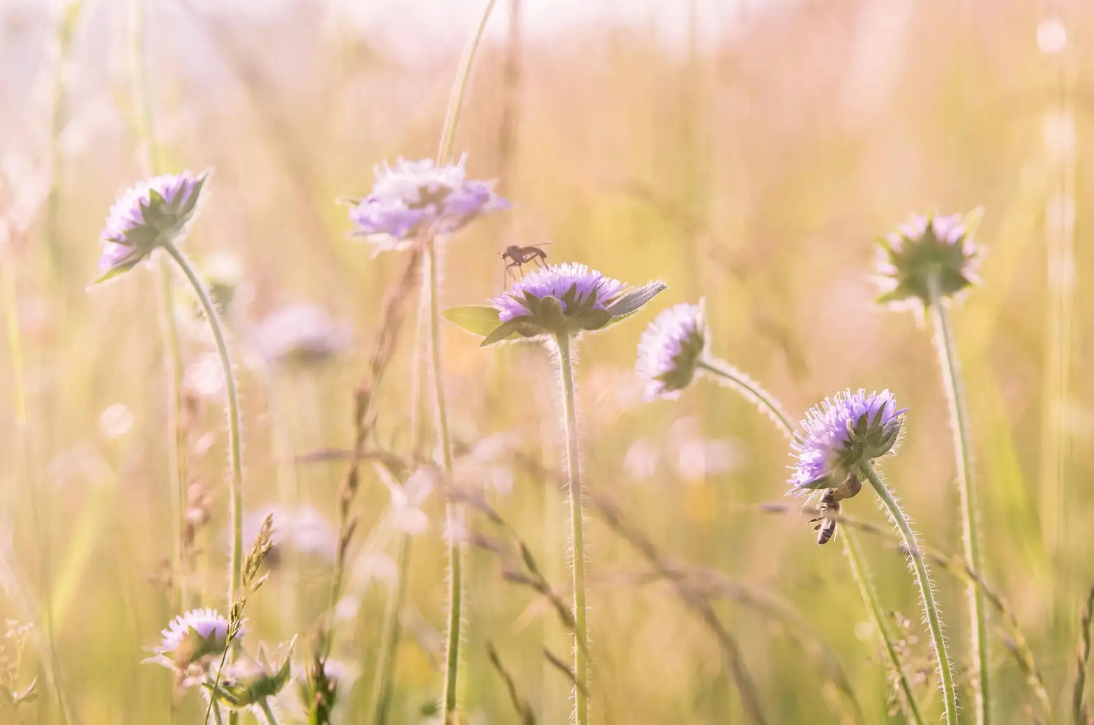 Balsam’s Role in Eco-Friendly Gardening: A Pollinator’s Paradise