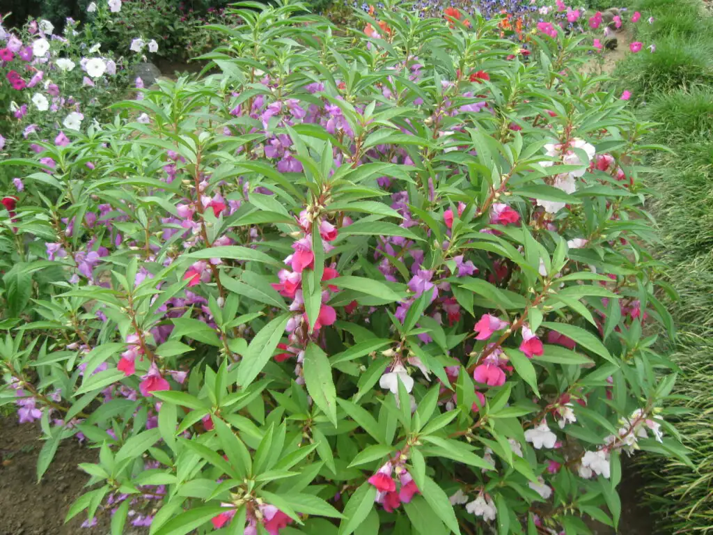 garden balsam planting in sunlight