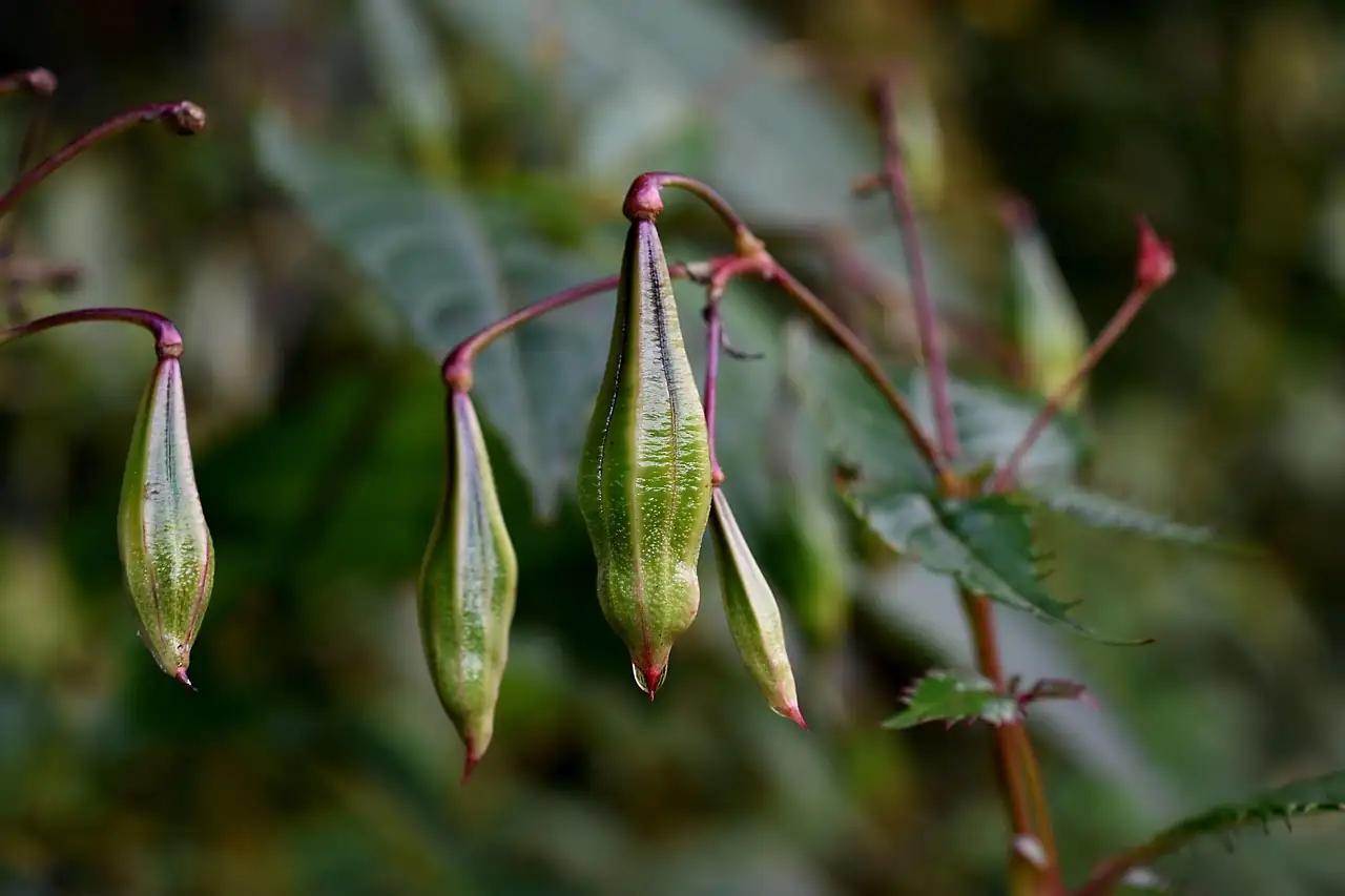 garden balsam seed pods close-up