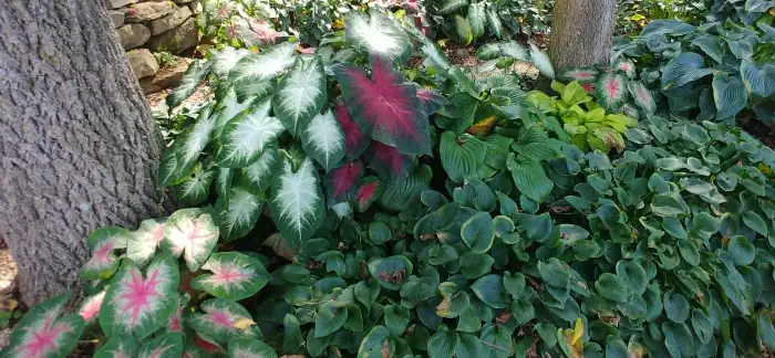 hostas and caladiums together
