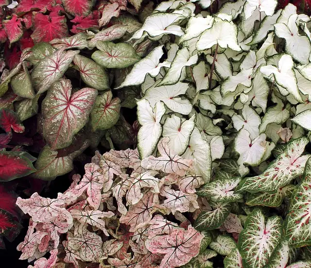 coleus and caladiums in garden