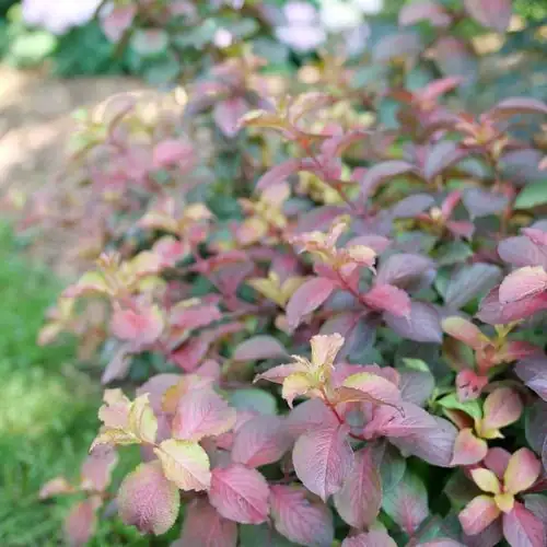 weigela and caladiums in border