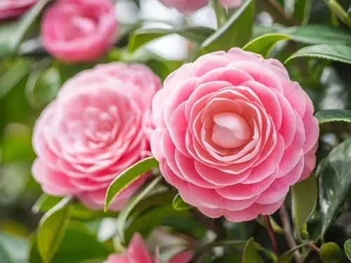 Mastering Camellia Care: Secrets to Lush Blooms All Year Round