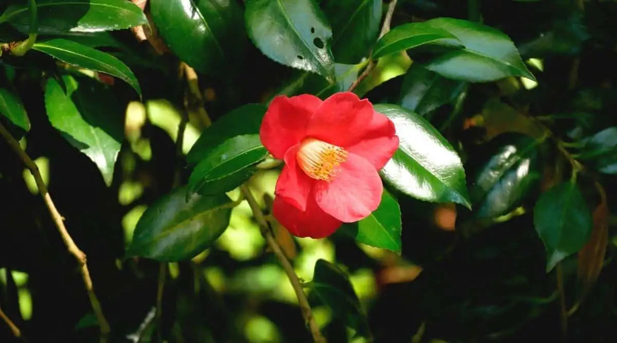 camellia in dappled sunlight