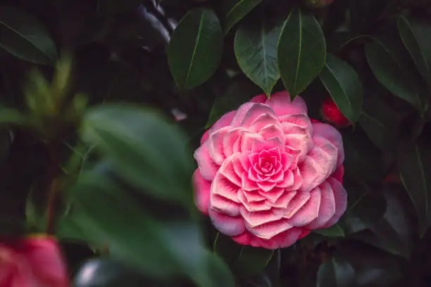 watering camellia plant morning