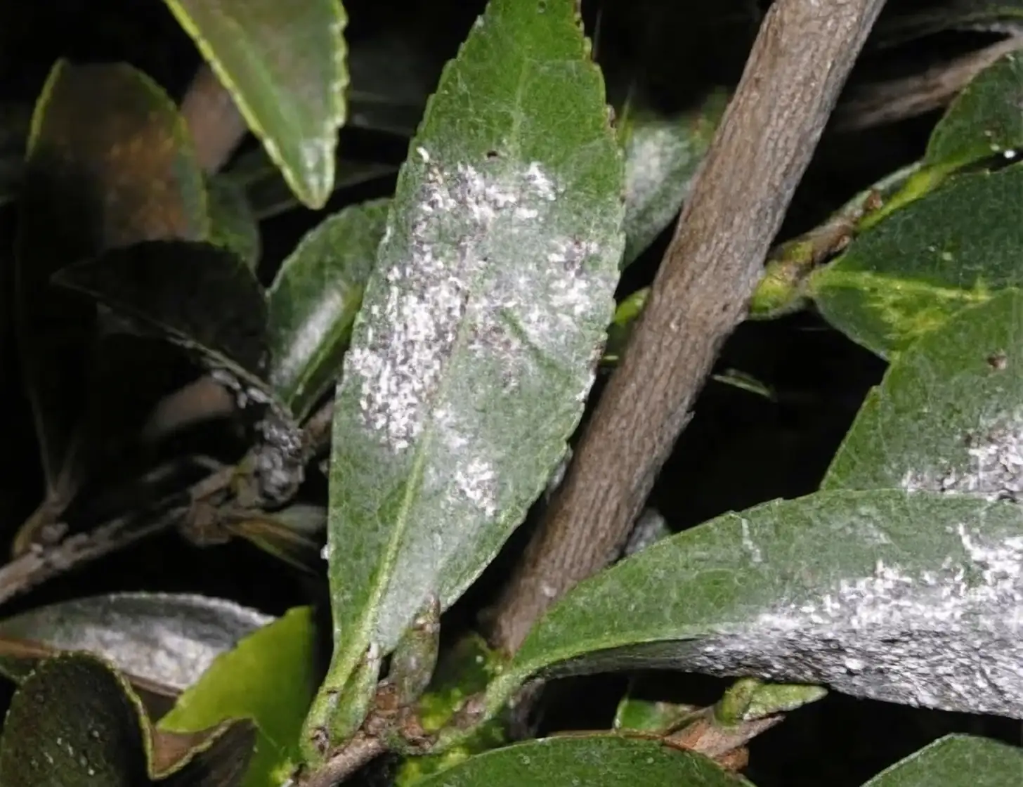scale insects on camellia leaves