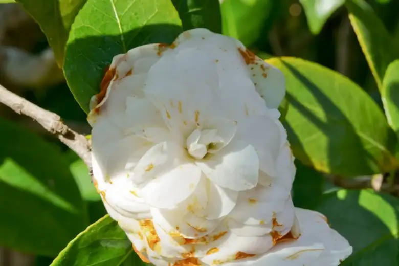 camellia flower blight symptoms