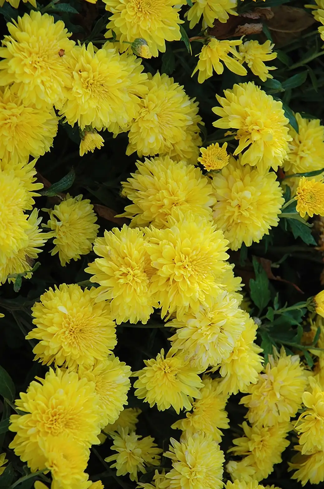 chrysanthemum in sunny garden