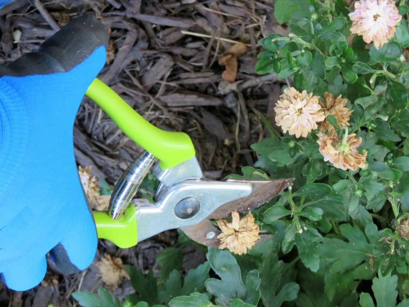 pruning chrysanthemum plant