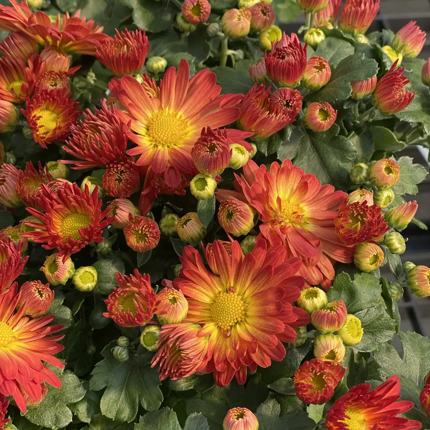 Battle of the Bugs: Dealing with Common Chrysanthemum Pests and Diseases
