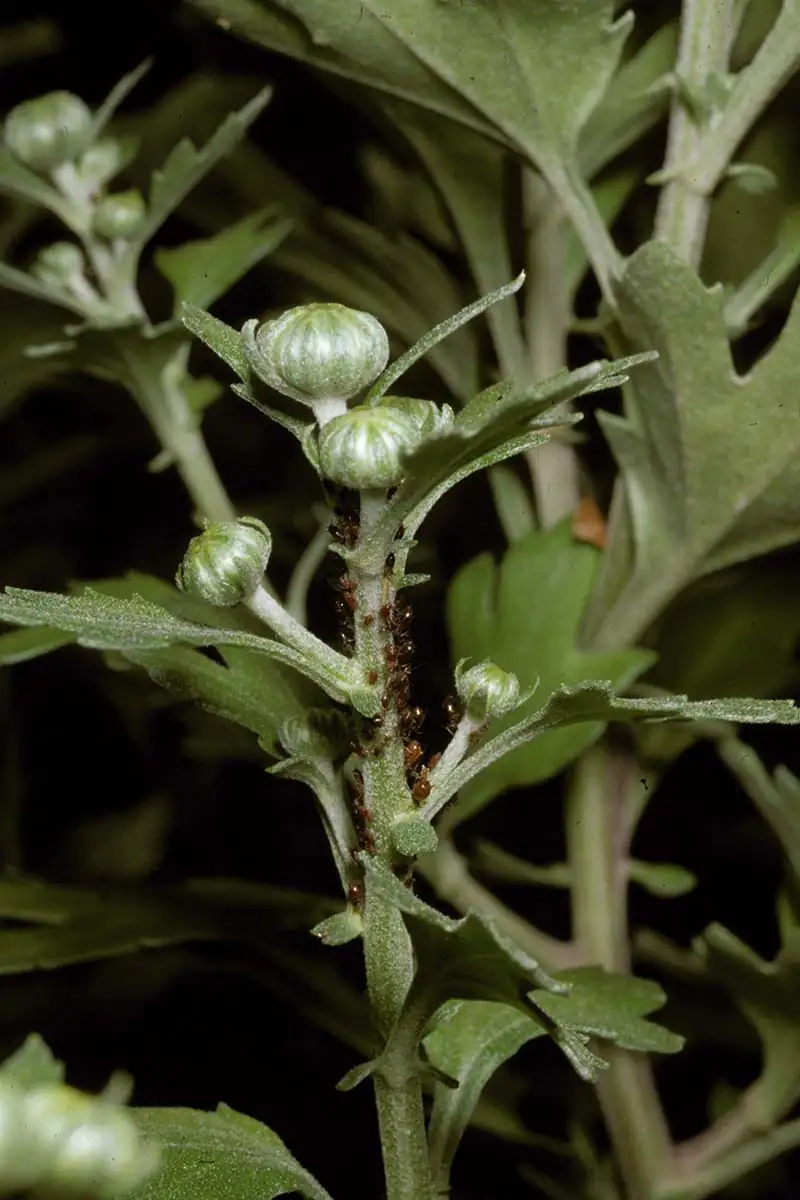 aphids on chrysanthemum leaves