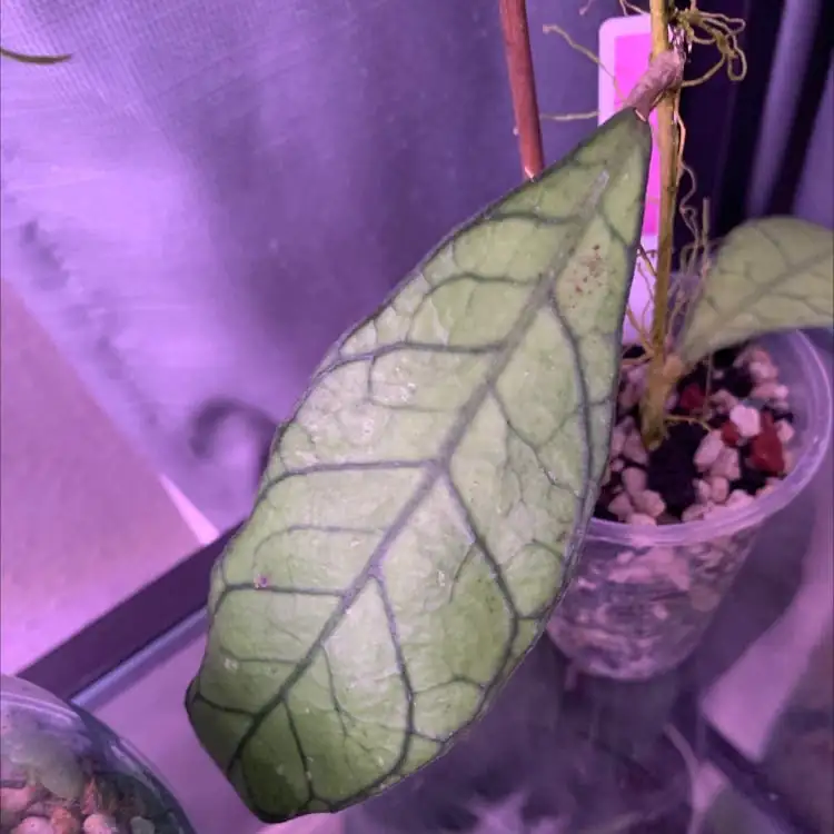whiteflies on chrysanthemum plant