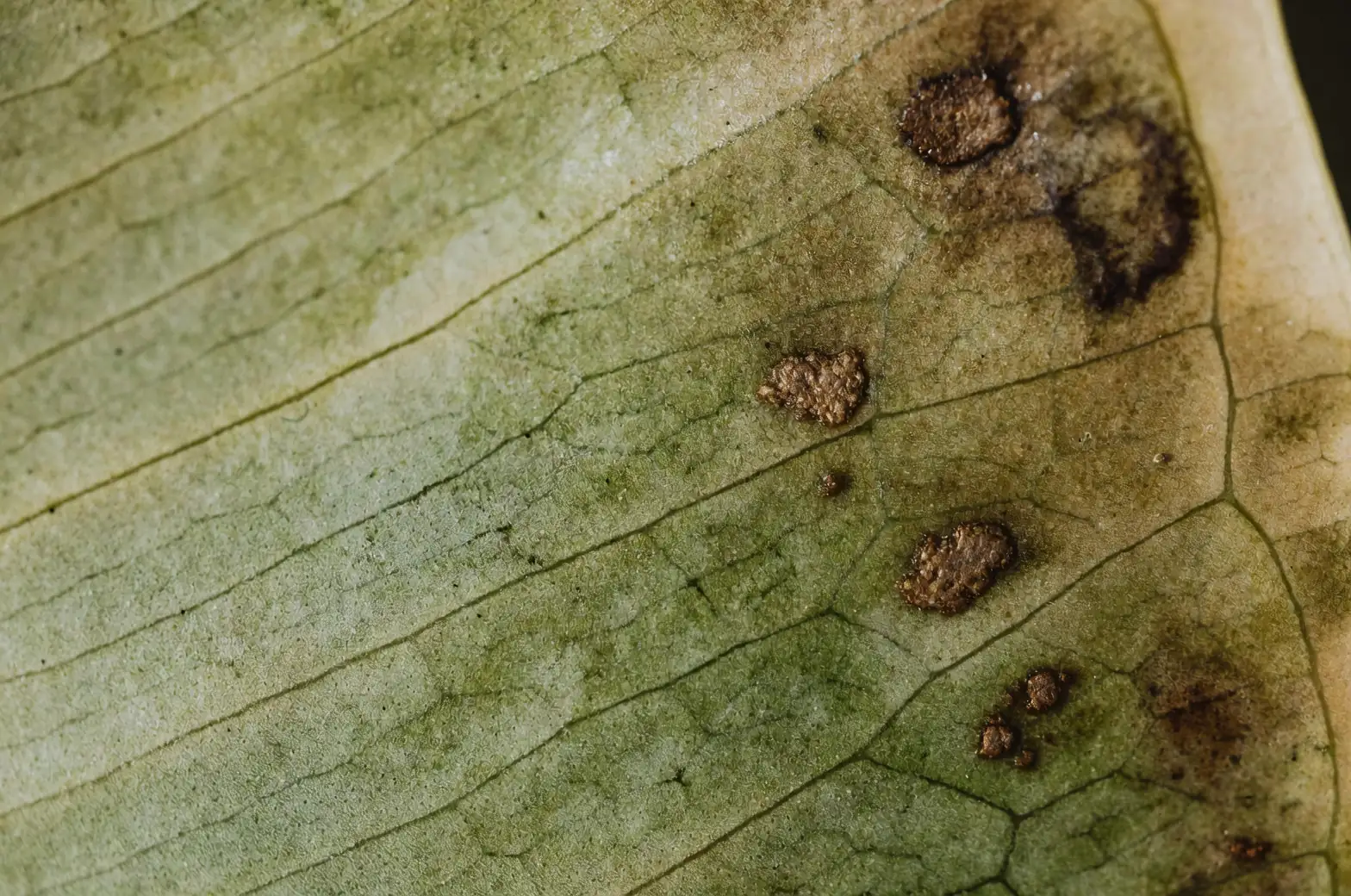 chrysanthemum leaf spot disease