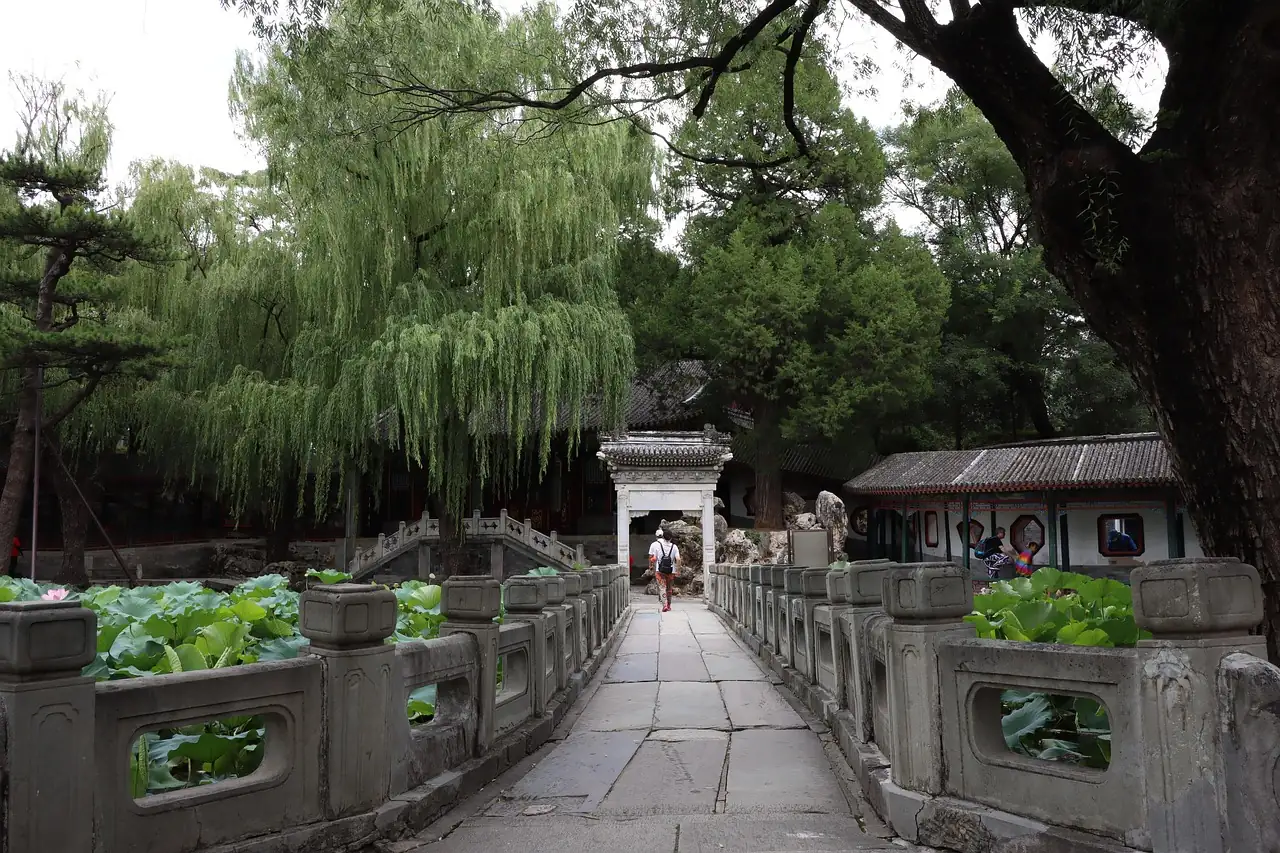 From Ancient China to Your Garden: The Fascinating Journey of Chrysanthemums