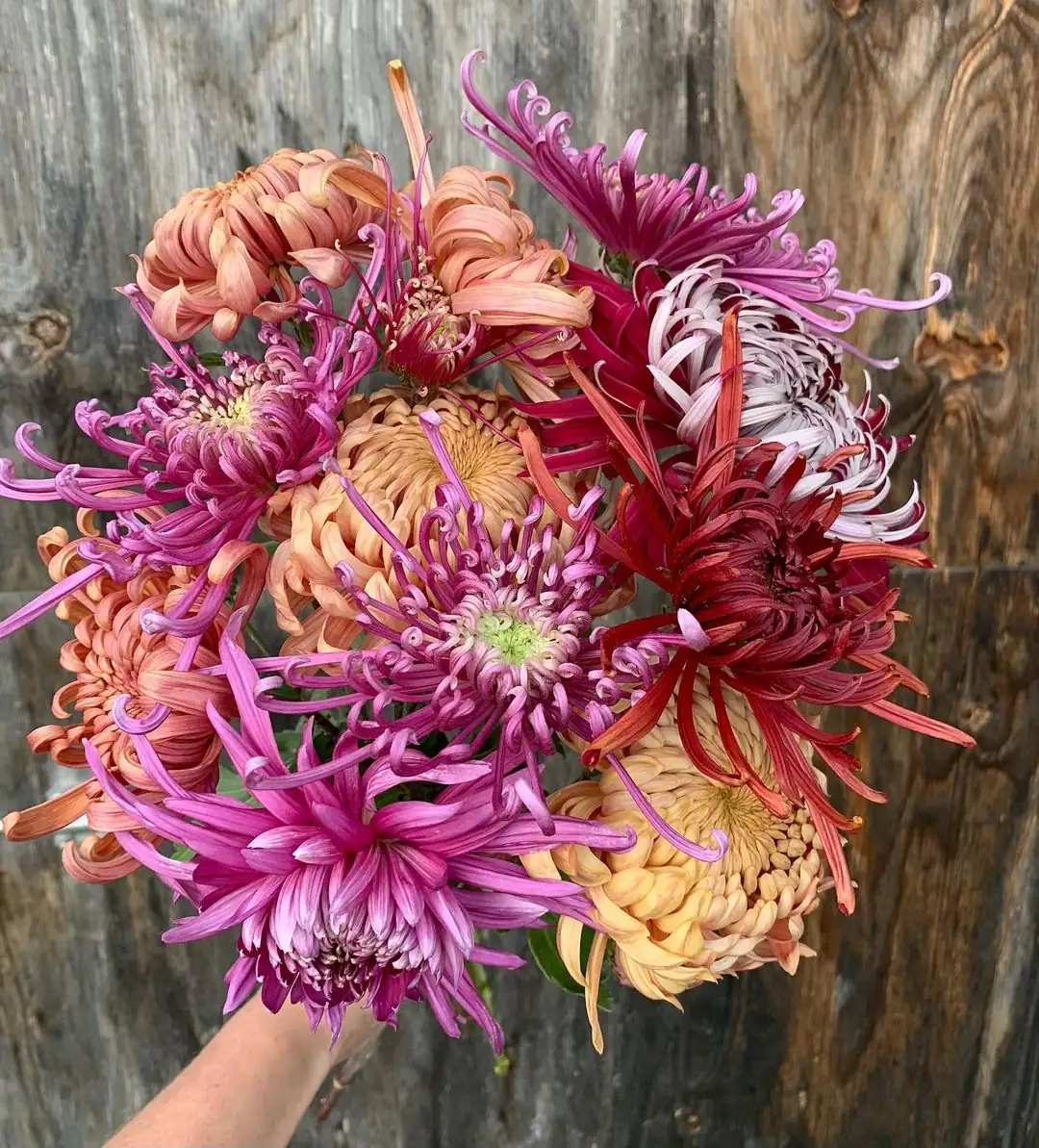 old purple chrysanthemum Europe