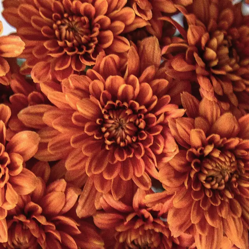 golden chrysanthemum close-up