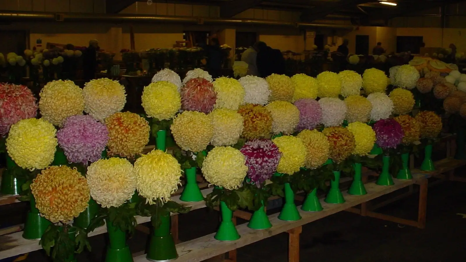 large chrysanthemum exhibition bloom