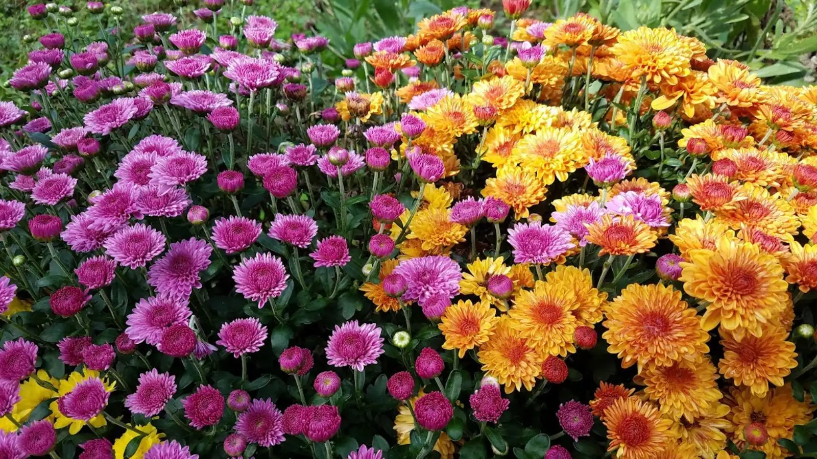 Chrysanthemum Symbolism: Decoding the Language of Fall’s Queen