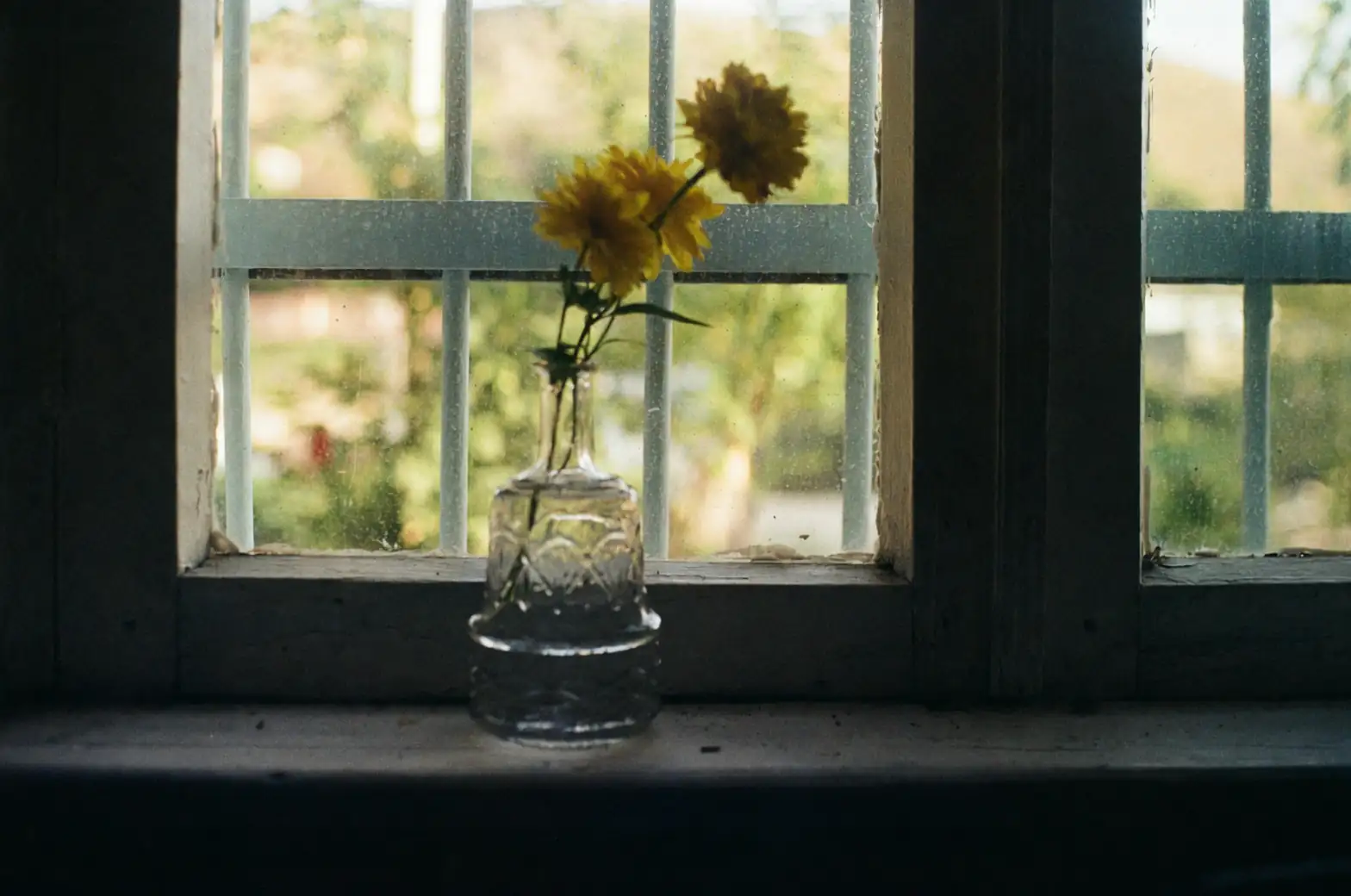 yellow chrysanthemum kitchen windowsill