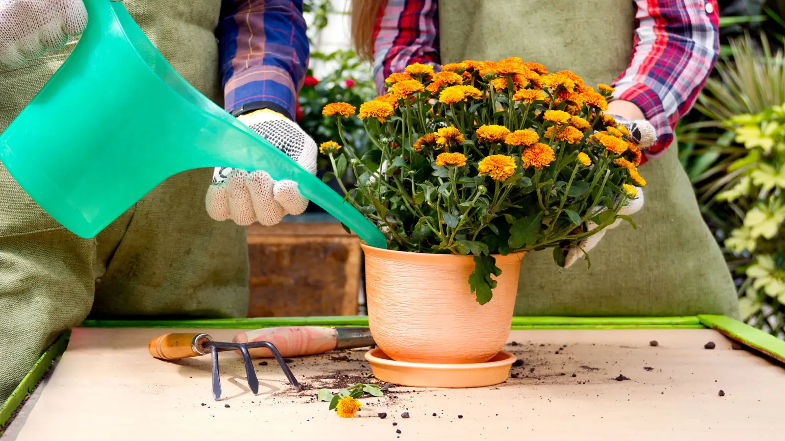 watering chrysanthemum indoor plant