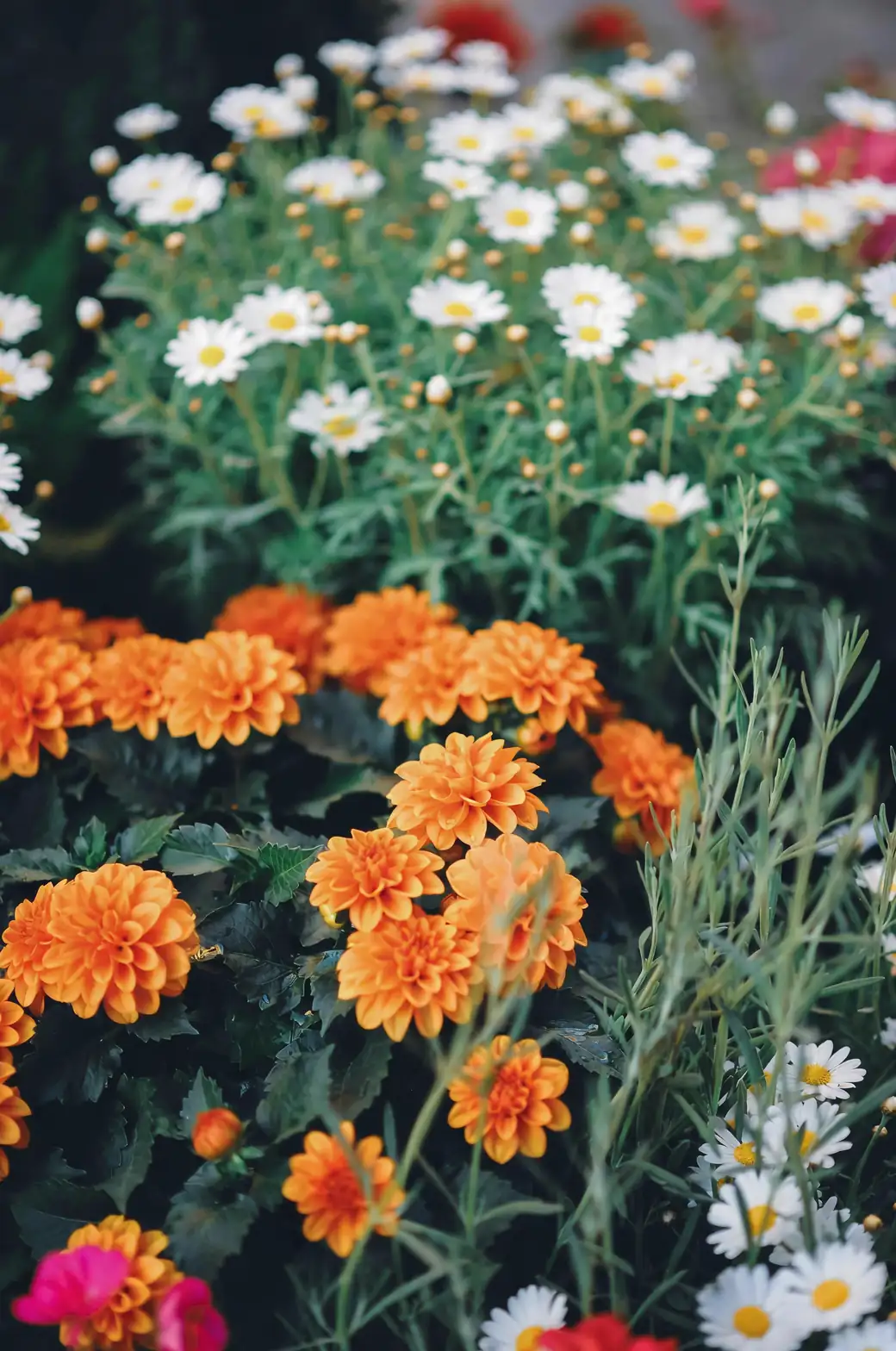 The Art of Multiplication: Propagating Chrysanthemums Like a Pro