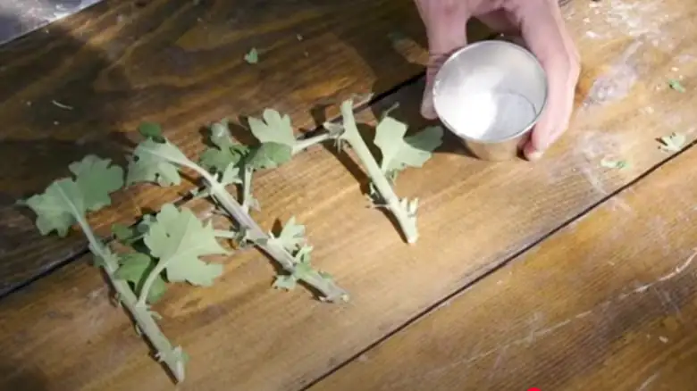 chrysanthemum stem cuttings preparation