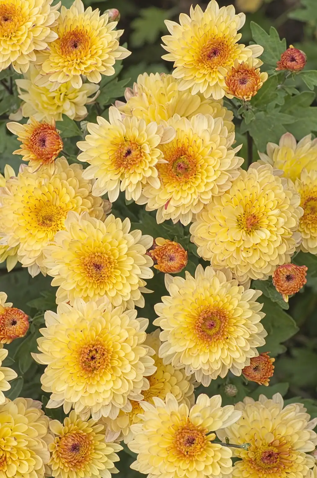 chrysanthemum plant division process