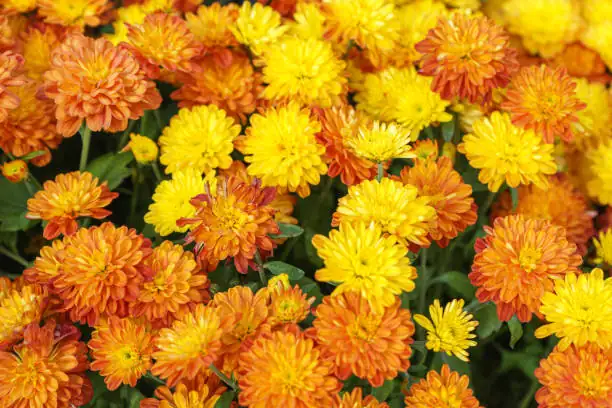 The Perfect Pair: Chrysanthemums and Their Best Garden Companions