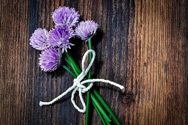 chives near chrysanthemums