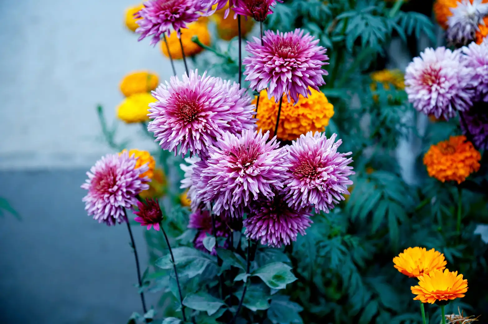 chrysanthemums garden symphony