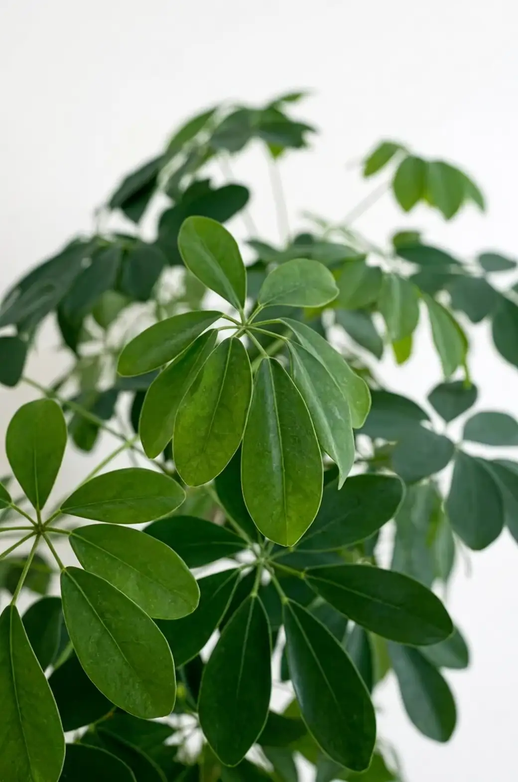 Mastering the Art of Schefflera Care: How to Make Your Umbrella Tree Thrive
