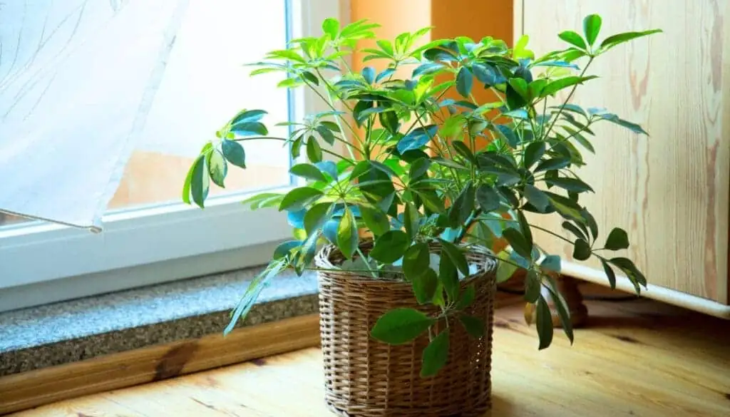 schefflera near window light