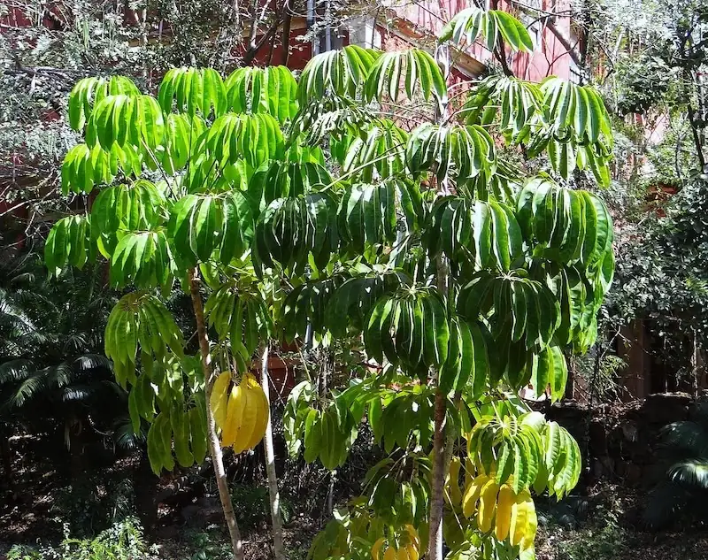 schefflera outdoor shaded area