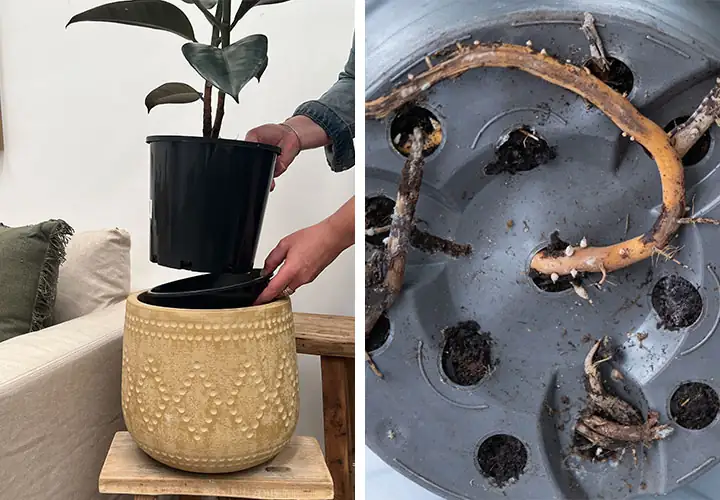 root rot in potted plant