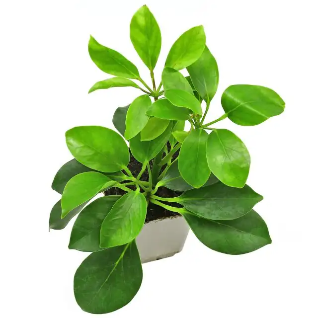 From Tropical Forests to Your Living Room: The Fascinating Journey of the Umbrella Tree