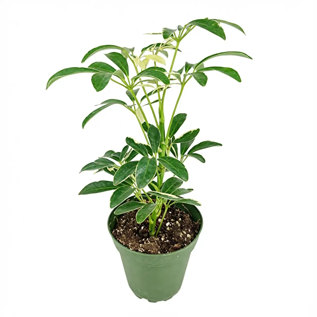 Schefflera arboricola indoor pot