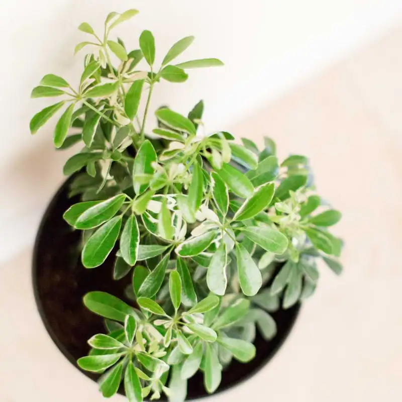Schefflera arboricola care tips