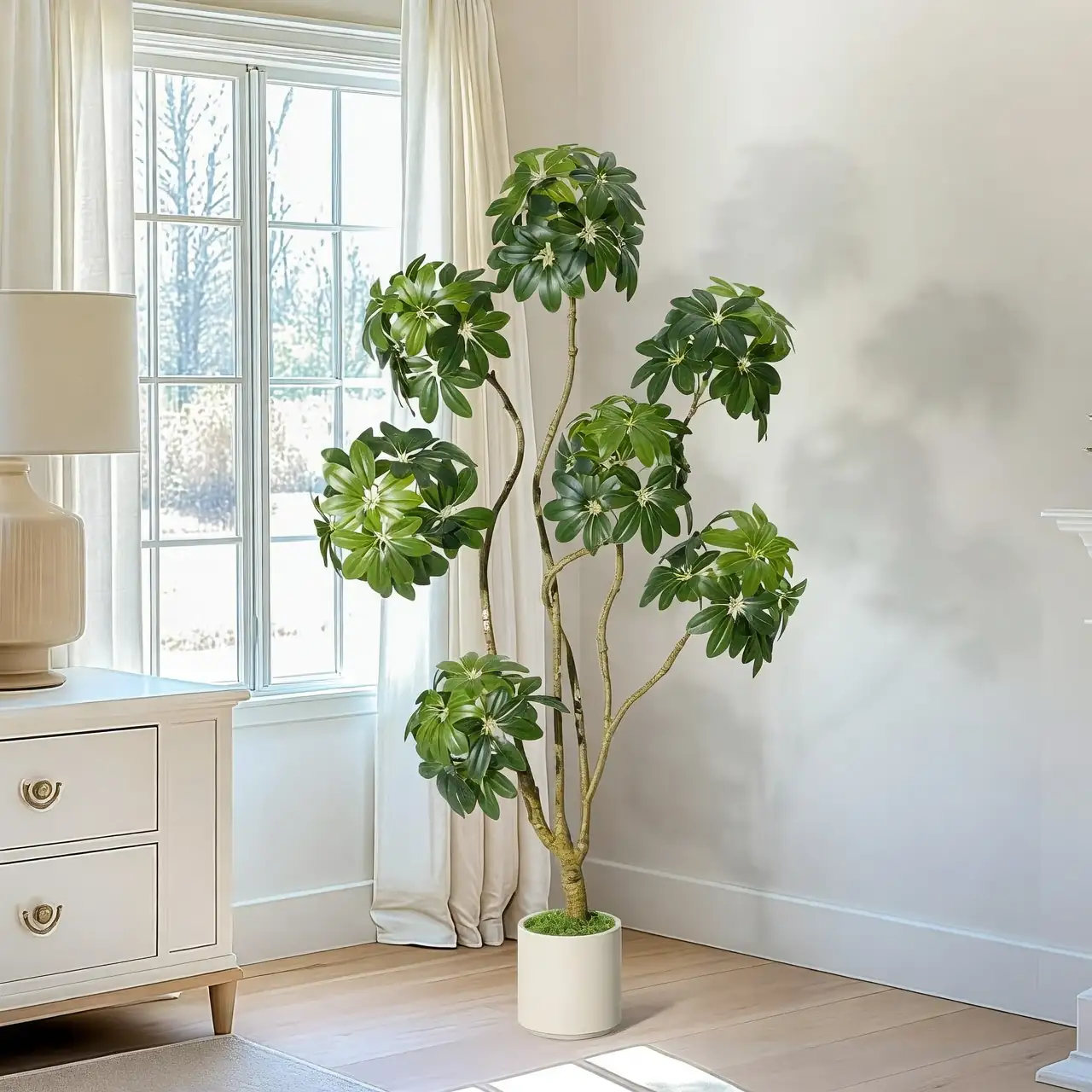 Five Fascinating Facts About Your Umbrella Tree You Didn’t Know