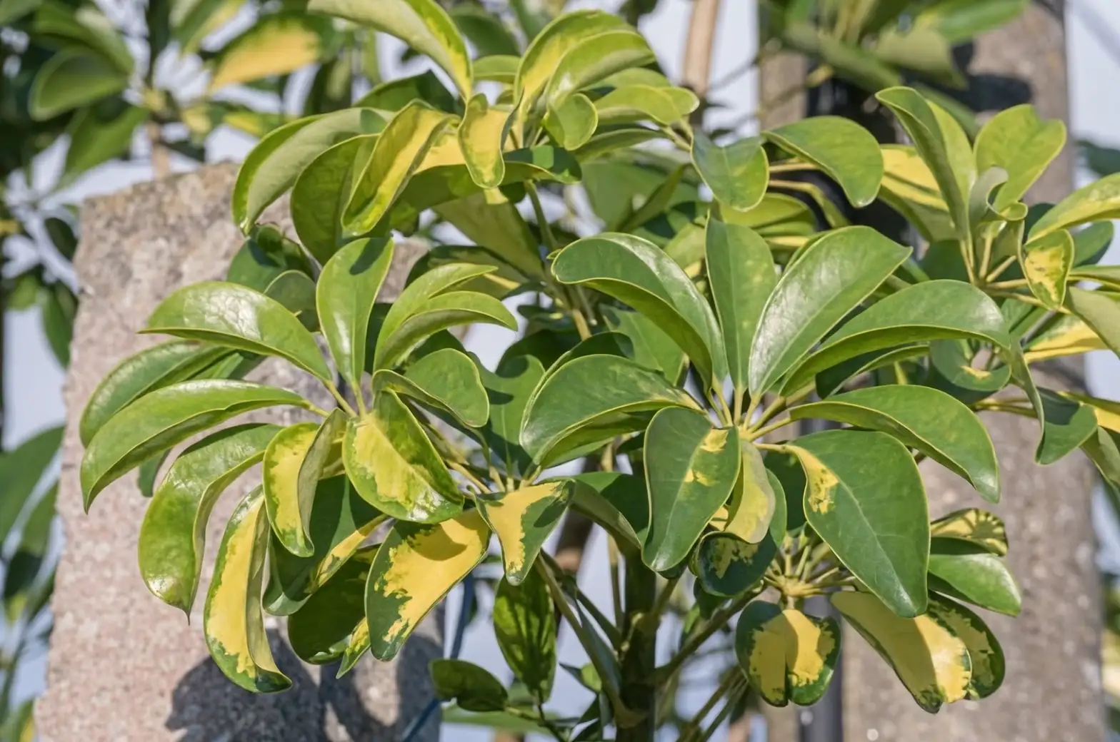 umbrella tree flowers close-up