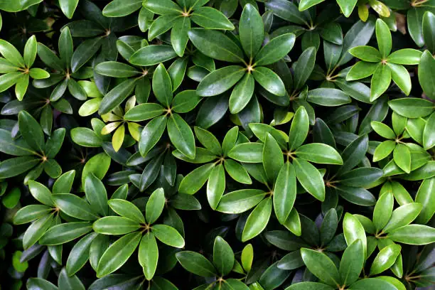 Schefflera arboricola leaves close-up