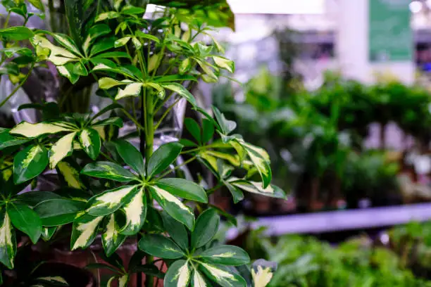 Schefflera near window in stylish planter