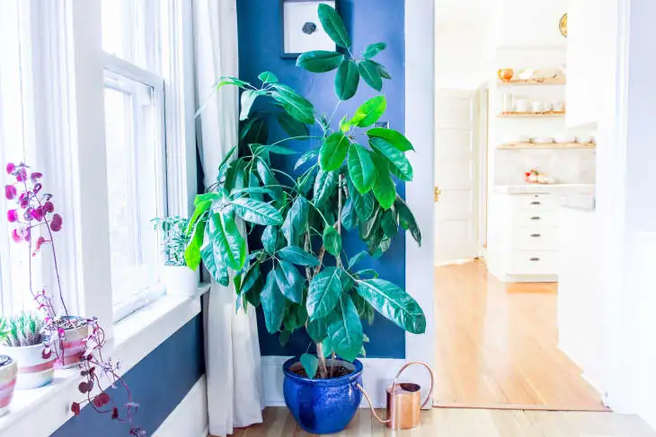 Propagation Masterclass: How to Grow New Umbrella Trees from Cuttings