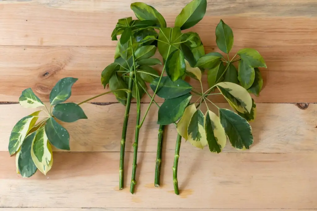 propagation tools schefflera