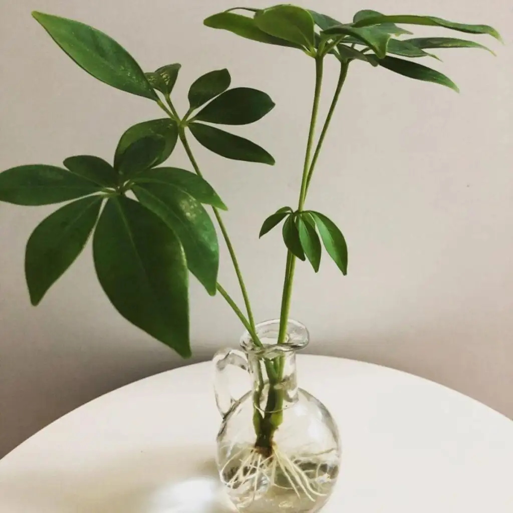 schefflera cutting preparation