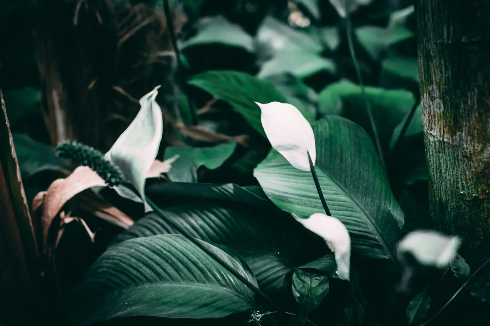 peace lily and schefflera together