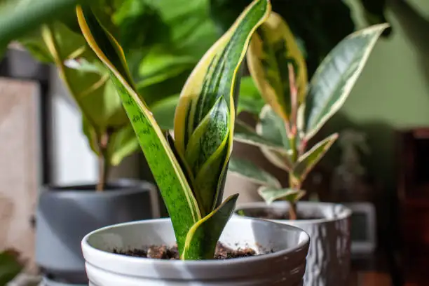 snake plant and schefflera side by side